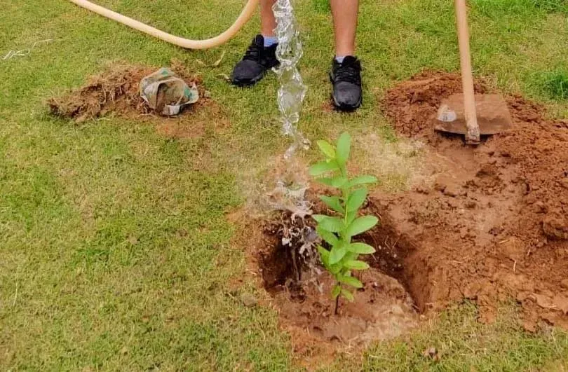 A sapling being watered after planting